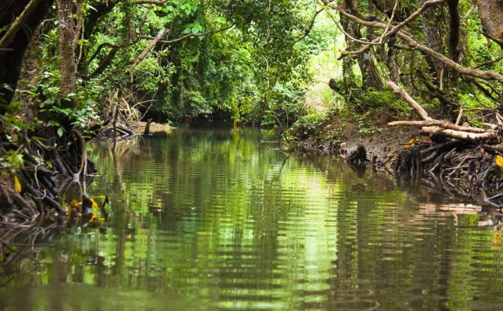 Tours Manglares Río Sierpe — tour en Río Sierpe, Corcovado y Bahía Drake