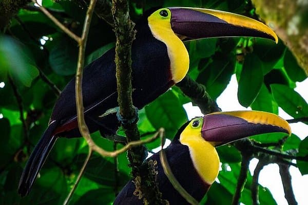 Observación de Aves — tour en Corcovado, Corcovado y Bahía Drake